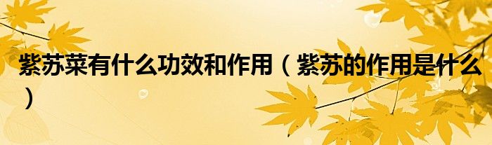 紫蘇菜有什么功效和作用(紫蘇的作用是什么)