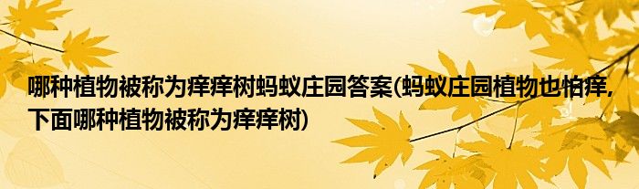 哪種植物被稱為癢癢樹螞蟻莊園答案(螞蟻莊園植物也怕癢,下面哪種植物被稱為癢癢樹)