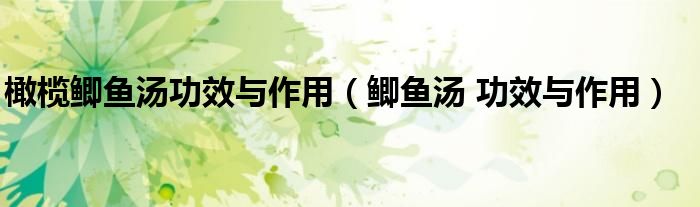 橄欖鯽魚湯功效與作用(鯽魚湯 功效與作用)