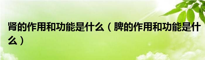 腎的作用和功能是什么（脾的作用和功能是什么）