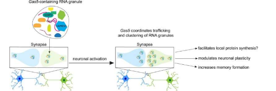 發(fā)現(xiàn)用于學習和記憶的新一類RNA