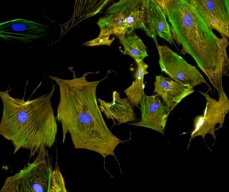 超分辨率顯微鏡的新型分子尺：生物成像的突破