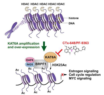發(fā)現(xiàn)潛在治療 ER 陽性乳腺癌的候選藥物