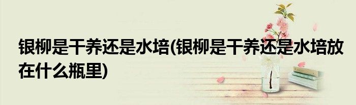 銀柳是干養(yǎng)還是水培(銀柳是干養(yǎng)還是水培放在什么瓶里)