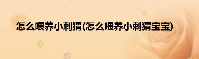 怎么喂養(yǎng)小刺猬(怎么喂養(yǎng)小刺猬寶寶)