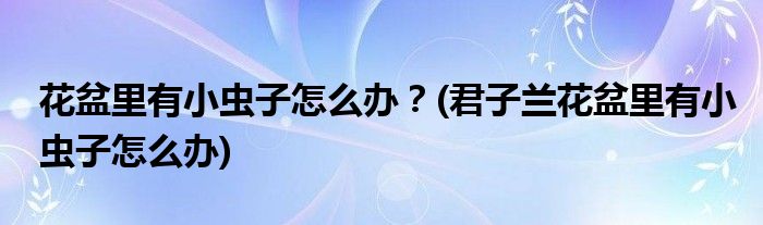花盆里有小蟲子怎么辦？(君子蘭花盆里有小蟲子怎么辦)