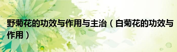 野菊花的功效與作用與主治（白菊花的功效與作用）