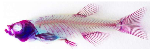 科學家可以利用斑馬魚加速關節(jié)炎研究