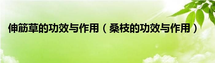 伸筋草的功效與作用(桑枝的功效與作用)