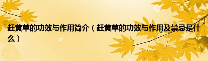 趕黃草的功效與作用簡介（趕黃草的功效與作用及禁忌是什么）