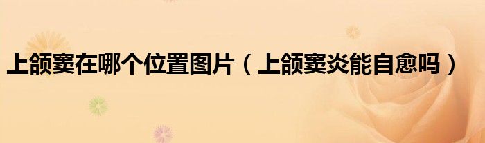 上頜竇在哪個位置圖片（上頜竇炎能自愈嗎）