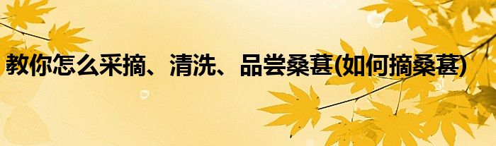 教你怎么采摘、清洗、品嘗桑葚(如何摘桑葚)