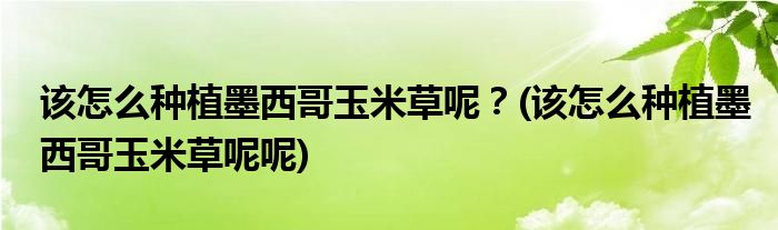 該怎么種植墨西哥玉米草呢？(該怎么種植墨西哥玉米草呢呢)