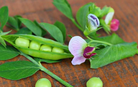 精準農(nóng)業(yè)研究確定了控制豌豆花和果實生產(chǎn)的基因