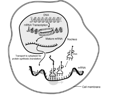 強大的基于 RNA 的技術(shù)可以幫助塑造治療性抗體的未來