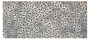 科學(xué)家利用高壓核磁共振波譜研究動態(tài)蛋白質(zhì)的結(jié)構(gòu)