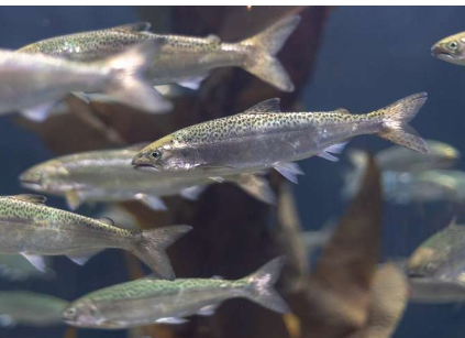 基因研究發(fā)現(xiàn)初夏捕魚會對進化產(chǎn)生影響 導致鮭魚體型變小