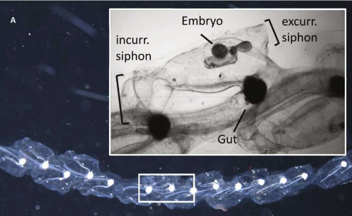 研究人員揭示果凍海洋生物如何塑造現(xiàn)代機器人