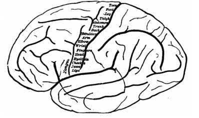 研究人員將基因與運(yùn)動(dòng)技能發(fā)展聯(lián)系起來(lái)