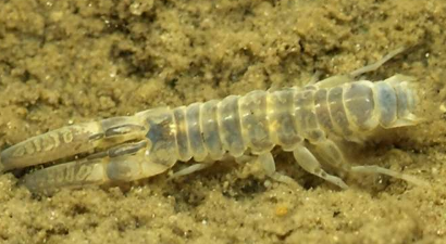首次繪制全球海底生物多樣性活動圖