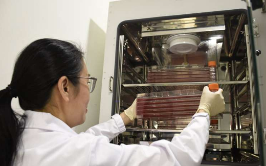 新型癌癥療法可延長絕癥狗的壽命 并顯示出對人類患者的應用潛力