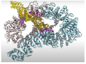 科學家破解了陽光 酒精和污染造成的 DNA 損傷檢測和修復(fù)之謎
