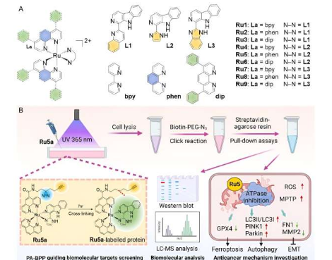 Ru5 被確定為針對線粒體 ATPase 的強(qiáng)效抗腫瘤藥物