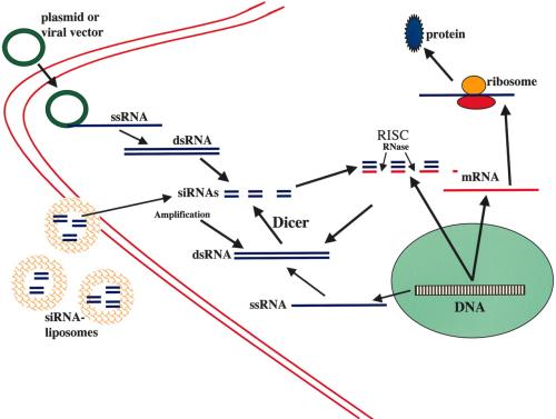 生物學家發(fā)現(xiàn)了連接RNA的結構和功能