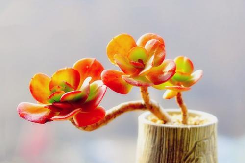 了解植物如何容忍過(guò)多的鐵