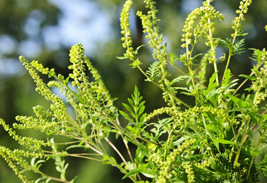 豚草對(duì)患有干草過(guò)敏的人不利 但對(duì)于保護(hù)神經(jīng)免受老年癡呆癥的侵害非常重要