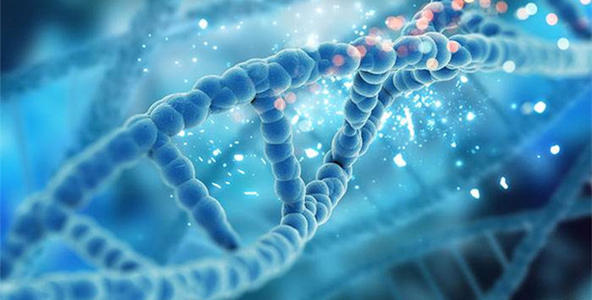 我們的免疫系統如何檢測破碎的DNA